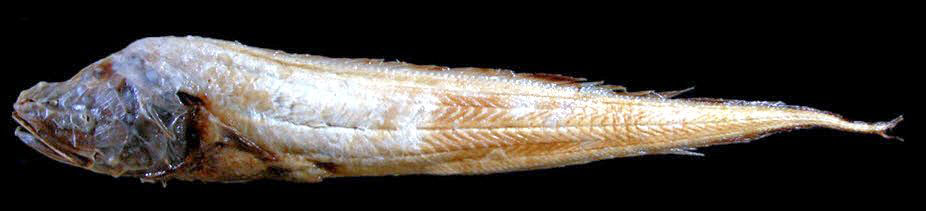Bassozetus compressus_04.jpg